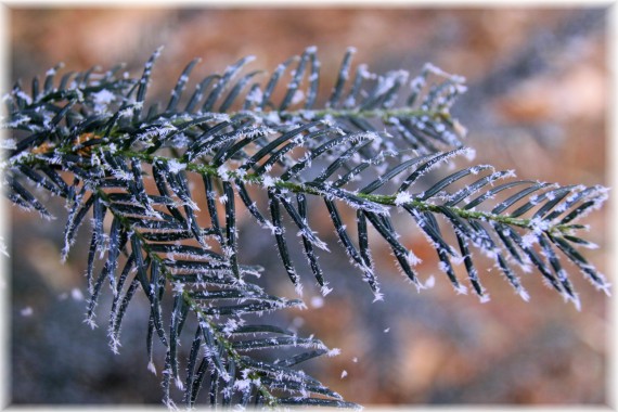 Cis pospolity (Taxus baccata)