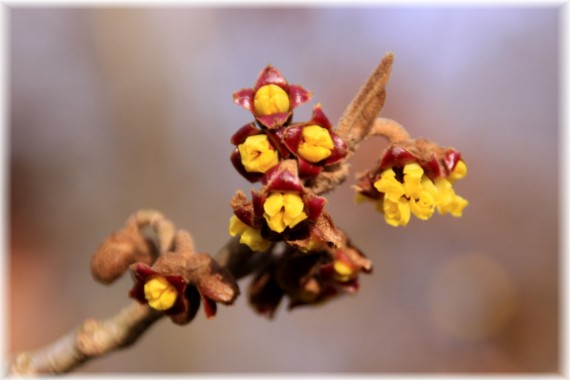 Oczar omszony - Hamamelis mollis