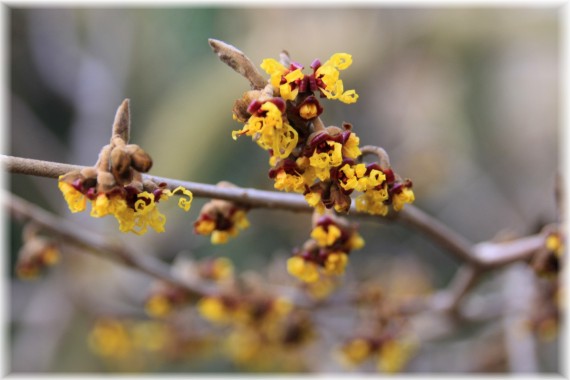 Oczar omszony - Hamamelis mollis