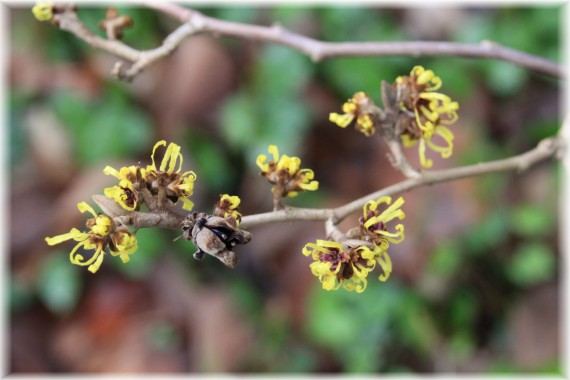 Oczar omszony - Hamamelis mollis