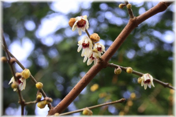 Zimokwiat wczesny - Chimonanthus praecox