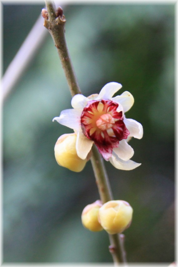 Zimokwiat wczesny - Chimonanthus praecox