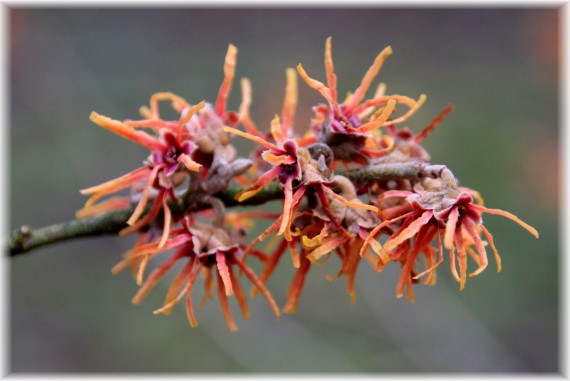 Oczar (Hamamelis sp.)