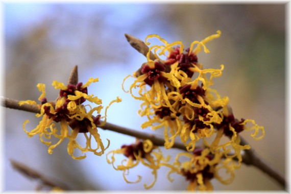 Oczar (Hamamelis sp.)