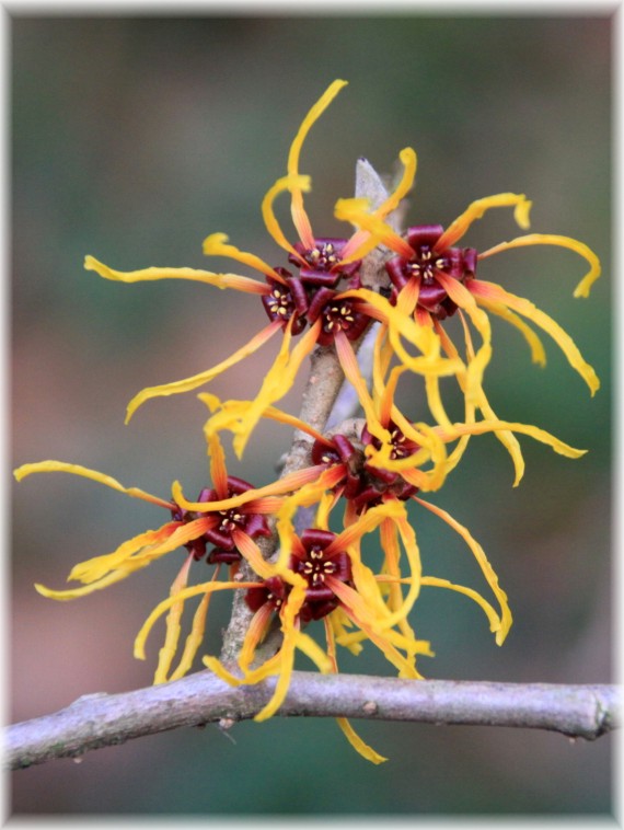 Oczar (Hamamelis sp.)