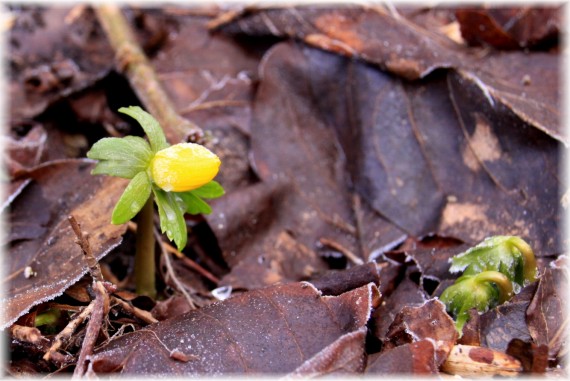 Rannik zimowy (Eranthis hyemalis)