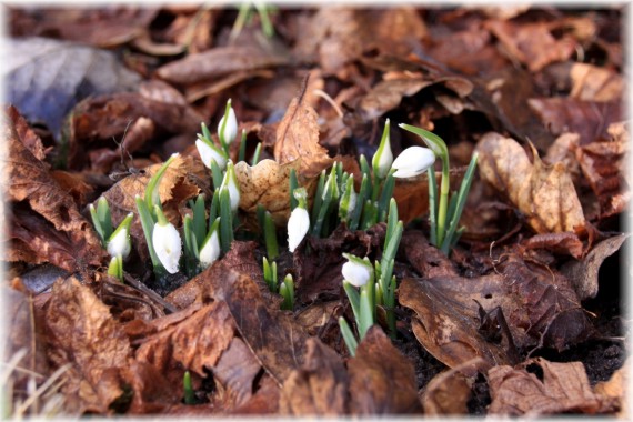 Śnieżyczka przebiśnieg (Galanthus nivalis)