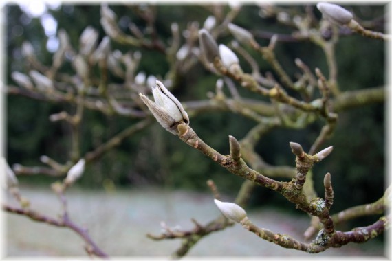 Magnolia pośrednia (Magnolia ×soulangeana)