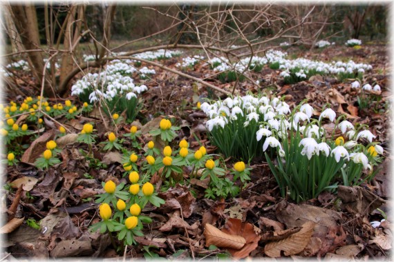 Rannik zimowy (Eranthis hyemalis) i śnieżyczka przebiśnieg (Galanthus nivalis)