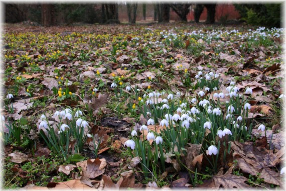 Rannik zimowy (Eranthis hyemalis) i śnieżyczka przebiśnieg (Galanthus nivalis)