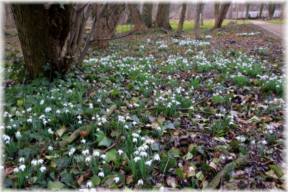 Śnieżyczka przebiśnieg (Galanthus nivalis)