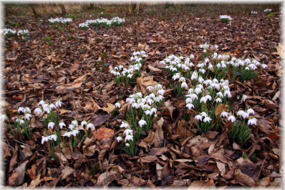 Śnieżyczka przebiśnieg (Galanthus nivalis)