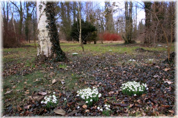 Śnieżyczka przebiśnieg (Galanthus nivalis)