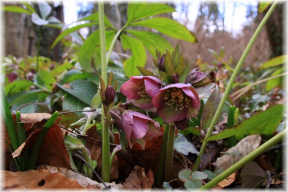 Ciemiernik (Helleborus sp.)