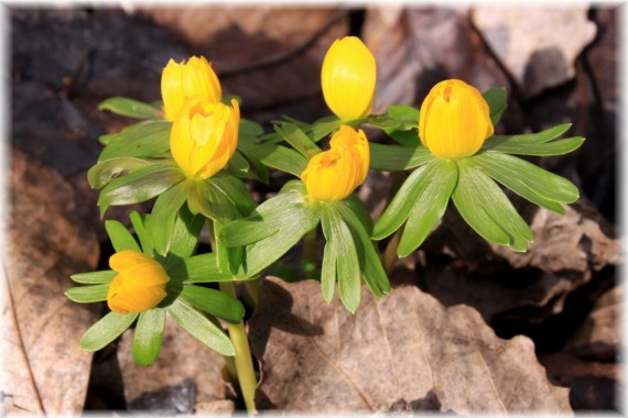 Rannik zimowy (Eranthis hyemalis)