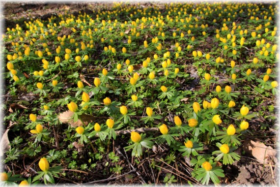 Rannik zimowy (Eranthis hyemalis)