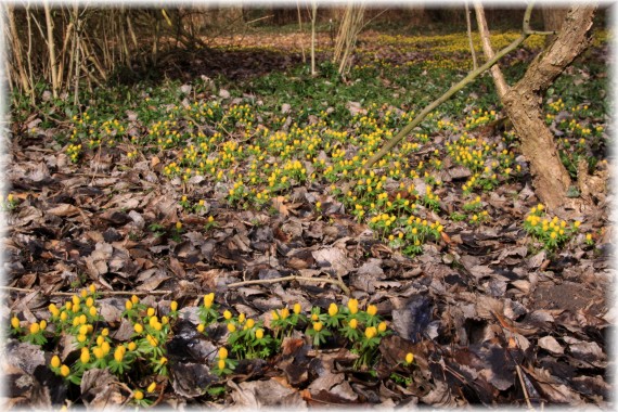 Rannik zimowy (Eranthis hyemalis)