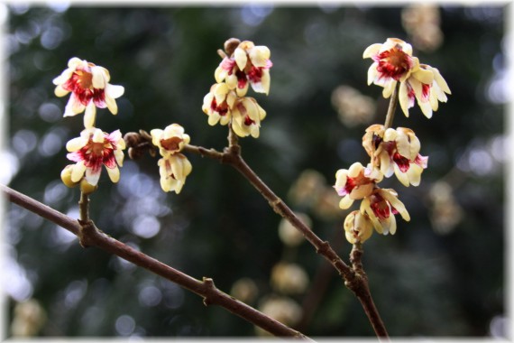 Zimokwiat wczesny (Chimonanthus praecox)