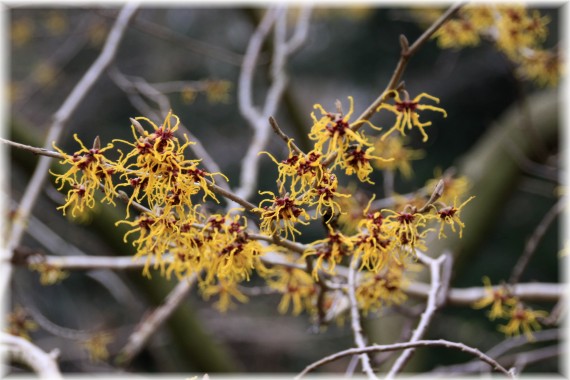 Oczar (Hamamelis sp.)