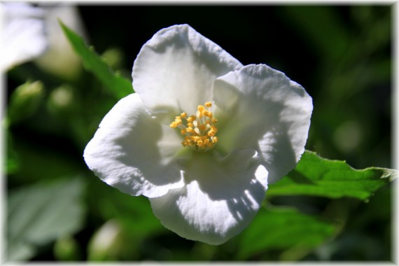 Jaśminowiec (Philadelphus sp.)