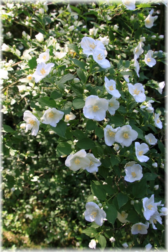 Jaśminowiec (Philadelphus sp.)