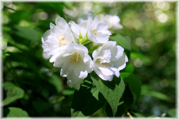 Jaśminowiec (Philadelphus sp.)