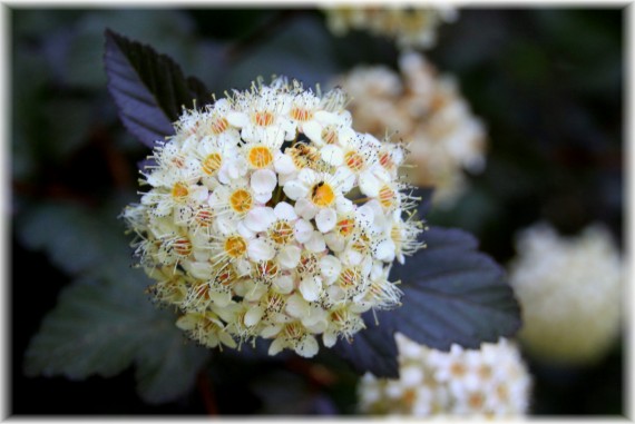 Pęcherznica kalinolistna (Physocarpus opulifolius) 'Diabolo'