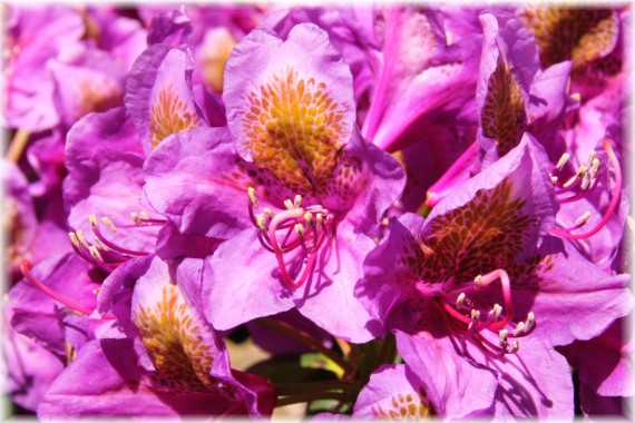 Różanecznik (Rhododendron sp.)