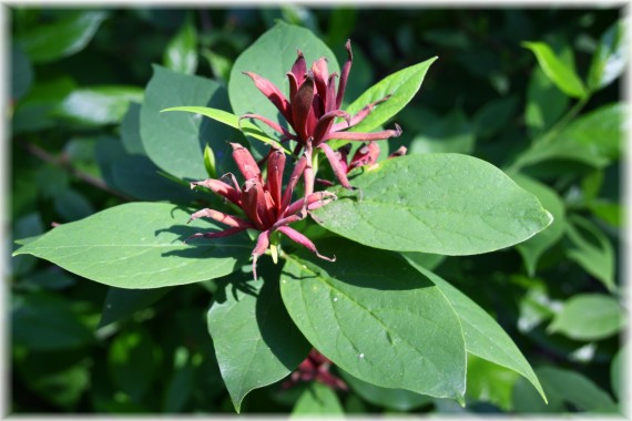 Kielichowiec (Calycanthus sp.)