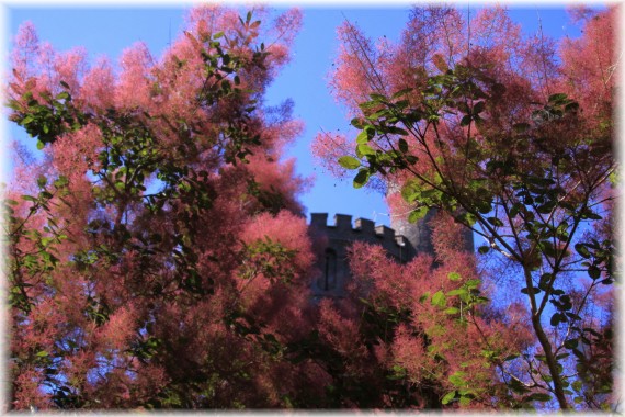 Perukowiec podolski (Cotinus coggygria) 'Royal Purple'