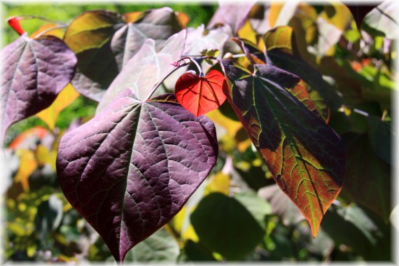 Judaszowiec kanadyjski (Cercis canadensis) 'Forest Pansy'