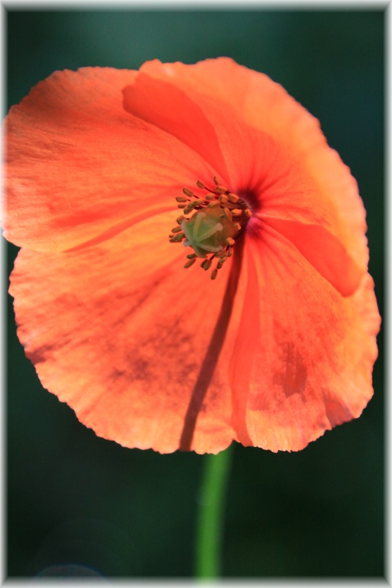 Mak (Papaver sp.)