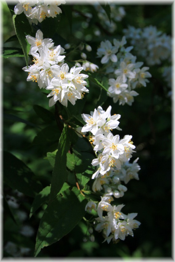 Żylistek (Deutzia sp.)