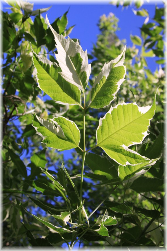 Klon jesionolistny (Acer negundo) 'Flamingo'