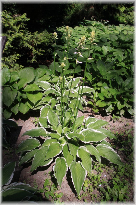 Funkia (Hosta sp.)