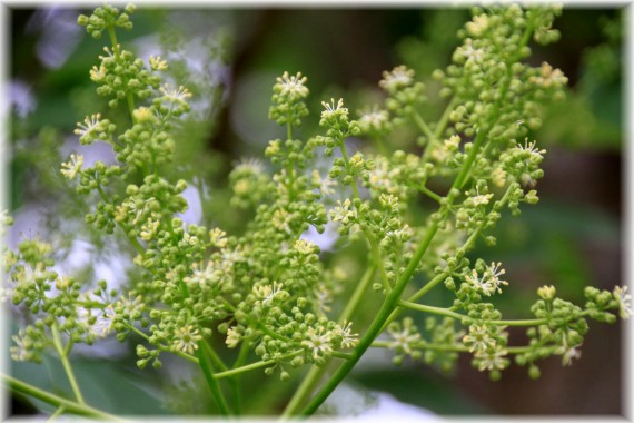 Bożodrzew gruczołkowaty (Ailanthus altissima)