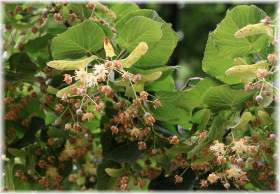 Lipa szerokolistna (Tilia platyphyllos)