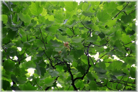 Tulipanowiec amerykański (Liriodendron tulipifera)