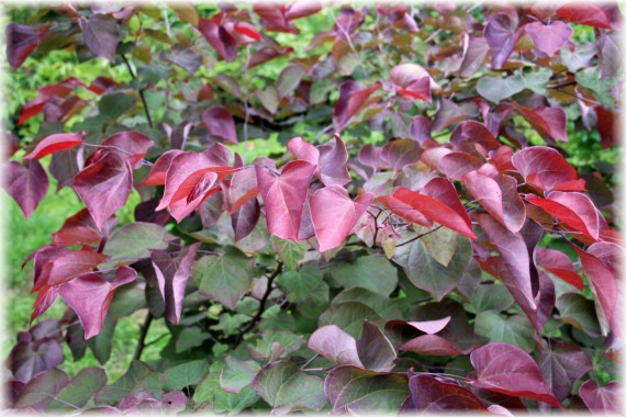 Judaszowiec kanadyjski (Cercis canadensis) 'Forest Pansy'