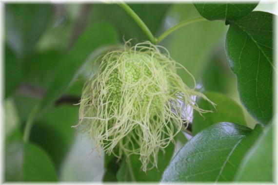 Żółtnica pomarańczowa (Maclura pomifera)