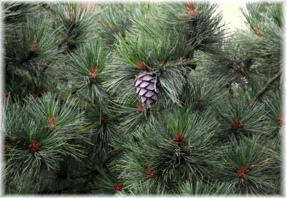 Sosna limba (Pinus cembra)