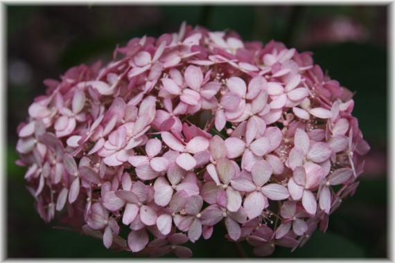 Hortensja krzewiasta (Hydrangea arborescens) 'Spirit'