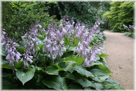 Funkia (Hosta sp.)