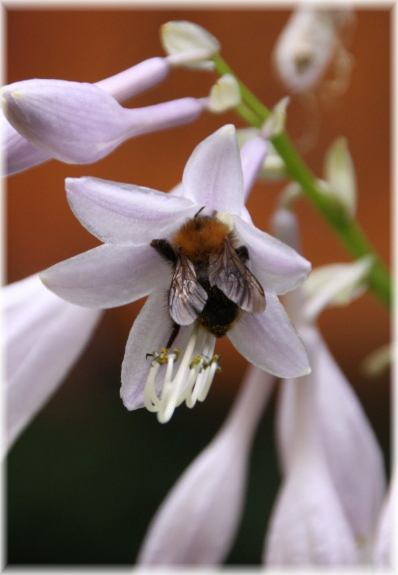 Funkia (Hosta sp.)