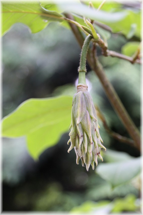 Magnolia Wilsona (Magnolia wilsonii) 'Highdownensis'