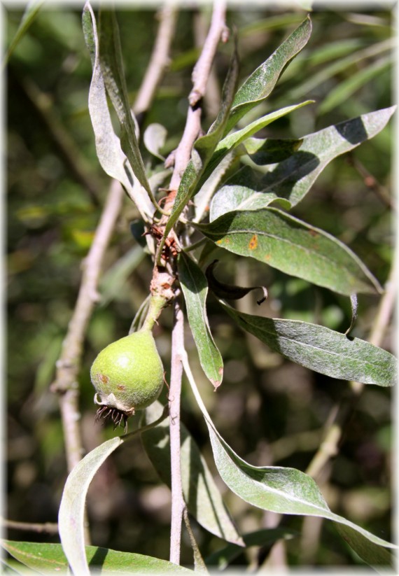 Grusza wierzbolistna (Pyrus salicifolia)