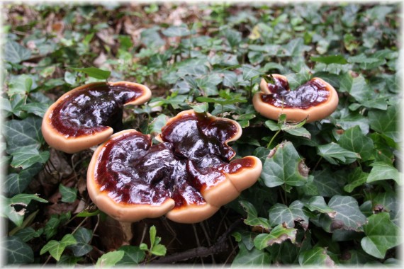 Lakownica żółtawa (Ganoderma lucidum)