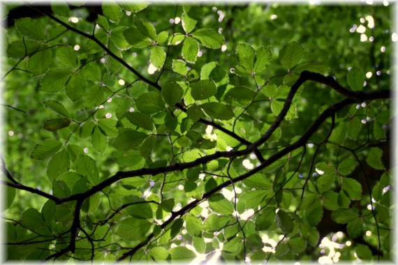 Buk pospolity (Fagus sylvatica)