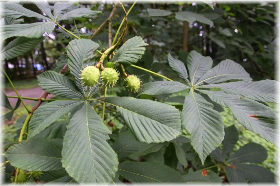 Kasztanowiec zwyczajny (Aesculus hippocastanum)