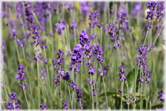 Lawenda wąskolistna (Lavandula angustifolia)